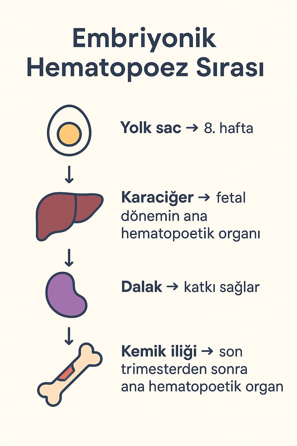 Embriyonik Hematopoez Sırası: 🥚 Yolk sac → 8. hafta
🫀 Karaciğer → fetal dönemin ana hematopoetik organı
🟣 Dalak → katkı sağlar
🦴 Kemik iliği → son trimesterden sonra ana hematopoetik organ