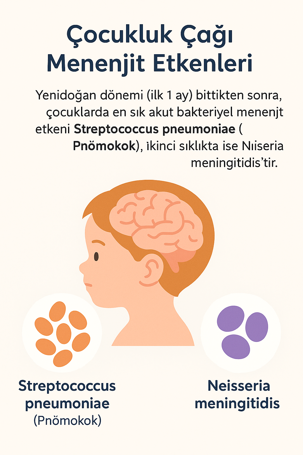 Çocukluk Çağı Menenjit Etkenleri: Yenidoğan dönemi (ilk 1 ay) bittikten sonra, çocuklarda en sık akut bakteriyel menenjit etkeni Streptococcus pneumoniae (Pnömokok), ikinci sıklıkta ise Neisseria meningitidis'tir. (İlk 1 ayda ise Grup B Streptokok ve E. coli en sıktır).