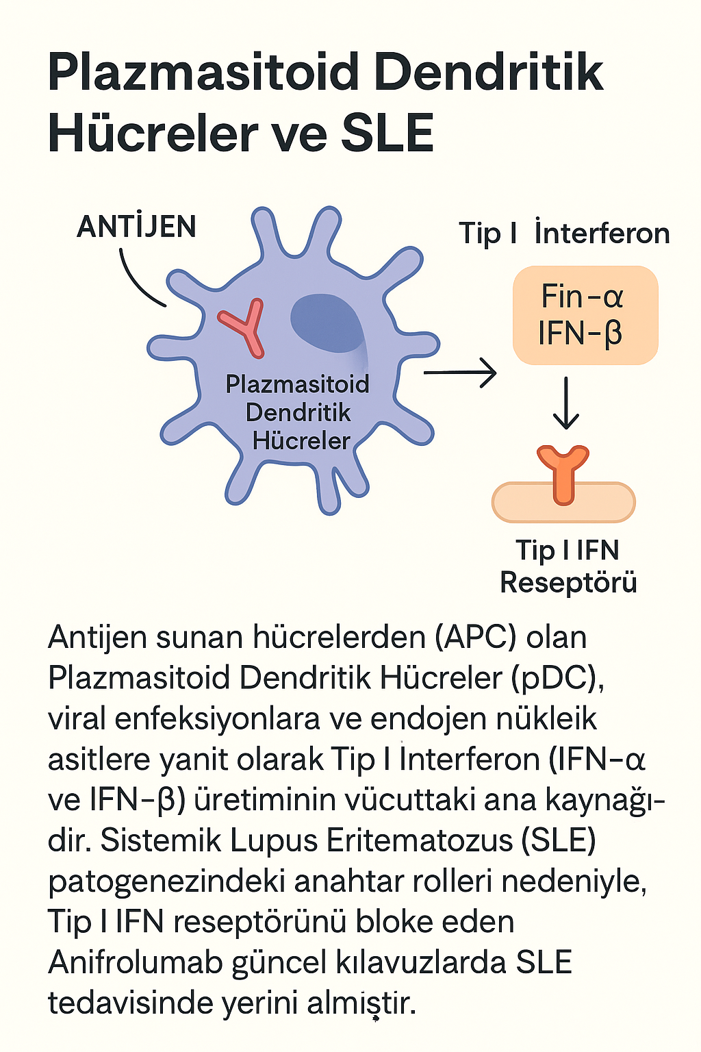 Plazmasitoid Dendritik Hücreler ve SLE: Antijen sunan hücrelerden (APC) olan Plazmasitoid Dendritik Hücreler (pDC), viral enfeksiyonlara ve endojen nükleik asitlere yanıt olarak Tip I İnfereron (IFN-α ve IFN-β) üretiminin vücuttaki ana kaynağıdır. Sistemik Lupus Eritematozus (SLE) patogenezindeki anahtar rolleri nedeniyle, Tip I IFN reseptörünü bloke eden Anifrolumab güncel kılavuzlarda SLE tedavisinde yerini almıştır.